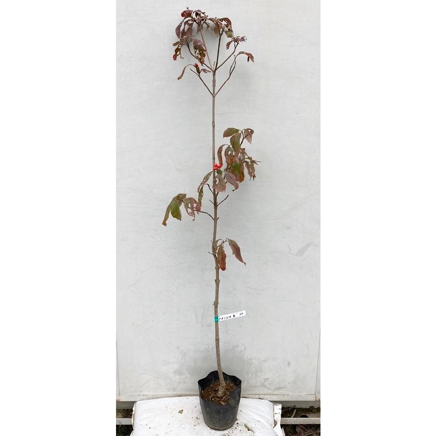 現品発送 送料無料 花水木 ハナミズキ 赤花 樹高1 4ｍ 根鉢含まず 34 苗木 植木 花木 庭木 シンボルツリー 北海道 東北 離島は別途送料が必要 ガーデンプラス 通販 Yahoo ショッピング