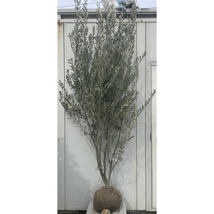 現品》オリーブの木 シプレシーノ 樹高1.4m（根鉢含まず）75【苗木/庭木】