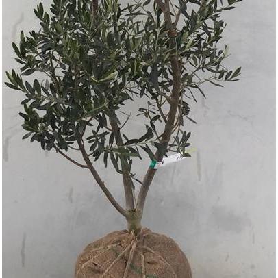 現品発送・送料無料》オリーブの木 シプレシーノ 樹高1.7m（根鉢含ま  