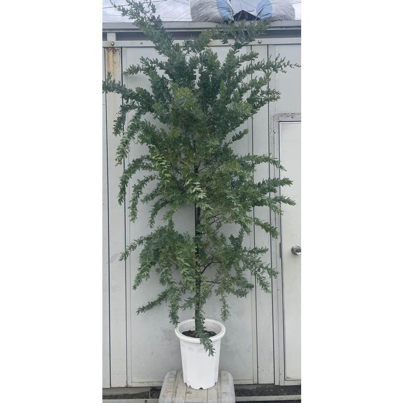 特価正規品 現品発送 送料無料 ミモザアカシア 樹高1 8ｍ 鉢含まず 30 鉢植え 苗木 植木 庭木 シンボルツリー 銀葉 北海道 東北 離島は別途送料が必要 店頭受取対応商品 Sbdkab Go Id