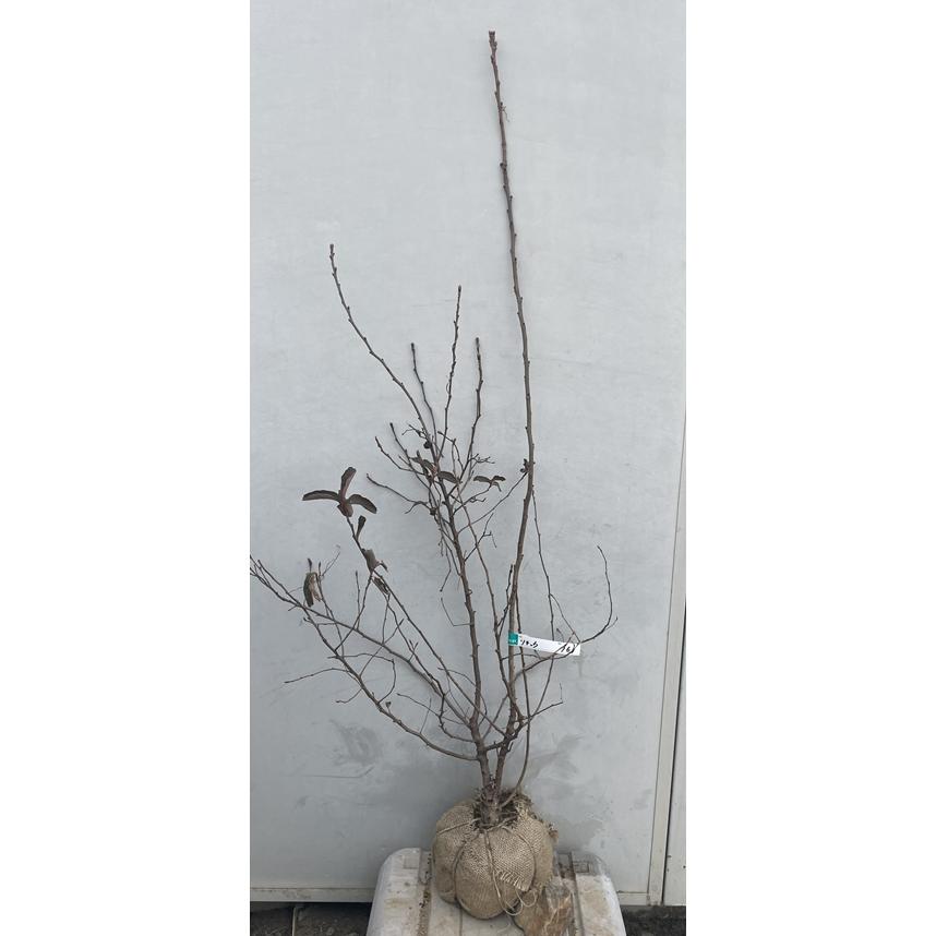 現品発送 送料無料 利休梅 リキュウバイ 樹高1 8ｍ 根鉢含まず 37 シンボルツリー 庭木 苗木 植木 北海道 東北 離島は別途送料が必要 0000 ガーデンプラス 通販 Yahoo ショッピング