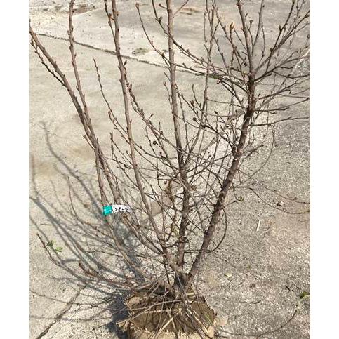 現品発送 送料無料 利休梅 リキュウバイ 樹高1 8ｍ 根鉢含まず 37 シンボルツリー 庭木 苗木 植木 北海道 東北 離島は別途送料が必要 0000 ガーデンプラス 通販 Yahoo ショッピング