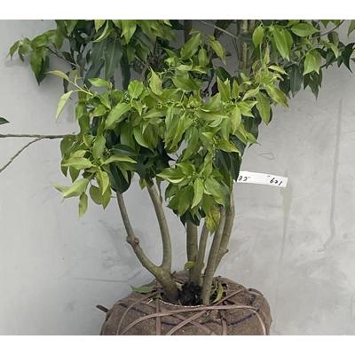現品発送・送料無料》ソヨゴ 株立ち（雄雌株・オスメス株）樹高1.8m