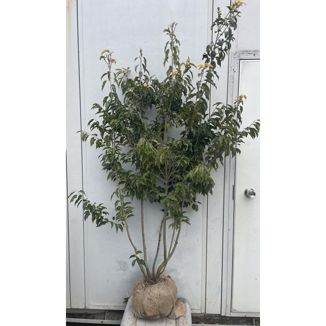 現品》ソヨゴ株立ち(雌株・メス株)樹高1.1m（根鉢含まず）354【苗木】