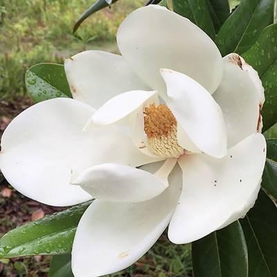 現品発送・送料無料》タイサンボク リトルジェム 樹高0.6m（根鉢含ま