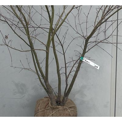 《現品発送・送料無料》イロハモミジ　株立ち　樹高1.4ｍ（根鉢含まず）226【イロハ紅葉/カエデ/苗木/植木/庭木/鉢植え】※北海道・東北・離島は別途送料が必要_1