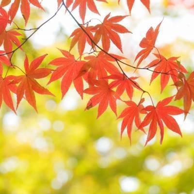 《現品発送・送料無料》イロハモミジ　株立ち　樹高1.4ｍ（根鉢含まず）226【イロハ紅葉/カエデ/苗木/植木/庭木/鉢植え】※北海道・東北・離島は別途送料が必要_2