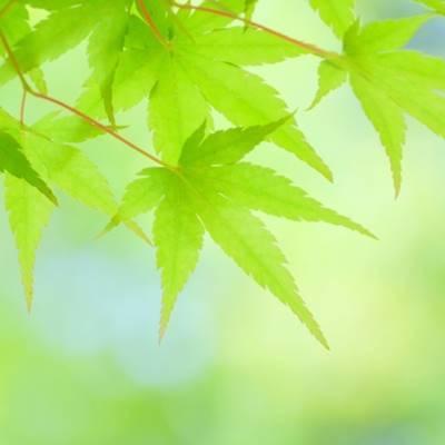 《現品発送・送料無料》イロハモミジ　株立ち　樹高1.4ｍ（根鉢含まず）226【イロハ紅葉/カエデ/苗木/植木/庭木/鉢植え】※北海道・東北・離島は別途送料が必要_3