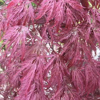 現品発送 赤枝垂れ紅葉（アカシダレモミジ）樹高1.6m（根鉢含まず）52 