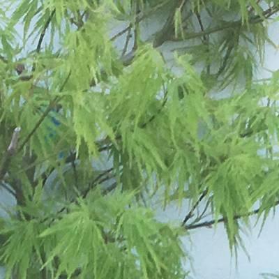 現品発送・送料無料》青枝垂れ紅葉（アオシダレモミジ）樹高1.4