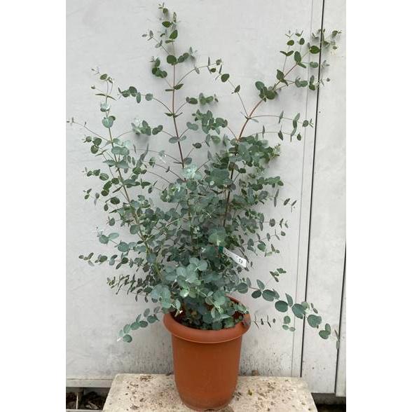 3234円 楽天スーパーセール 現品発送 送料無料 ユーカリ グニー 樹高1 0ｍ 鉢含まず 53 グニーユーカリ 鉢植え 苗木 植木 庭木 北海道 東北 離島は別途送料が必要