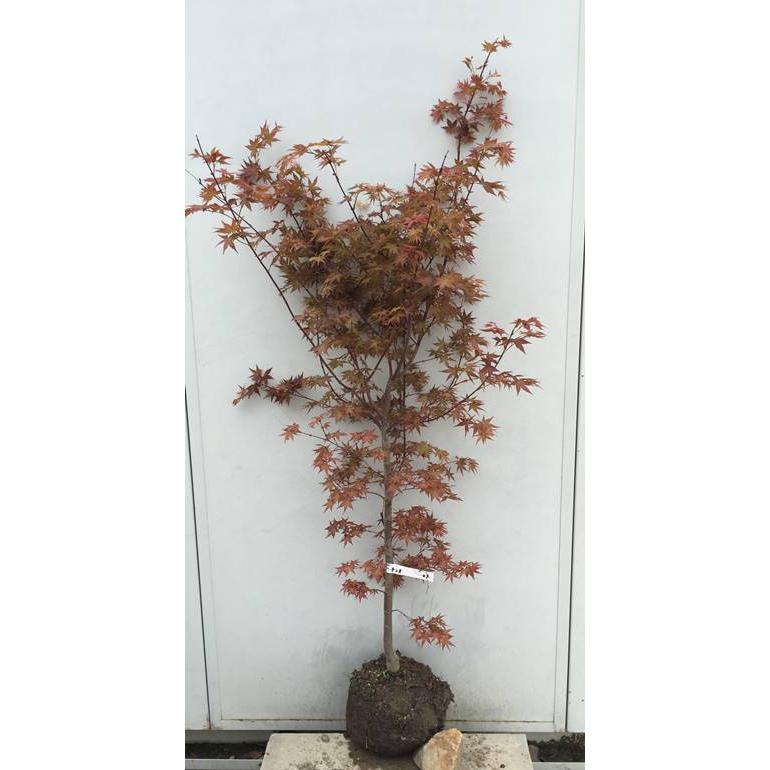 現品発送・送料無料》血汐紅葉（チシオモミジ） 樹高1.3m（根鉢含まず