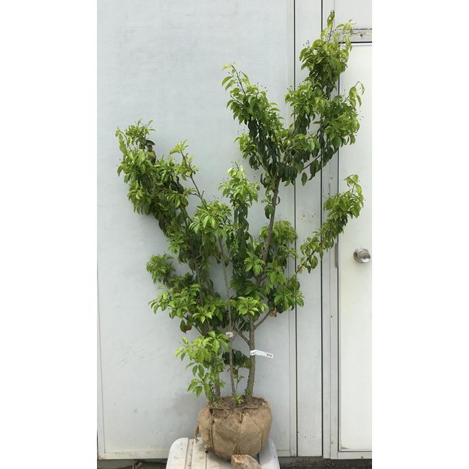 現品》ソヨゴ株立ち(雌株・メス株)樹高1.9m（根鉢含まず）409【苗木】