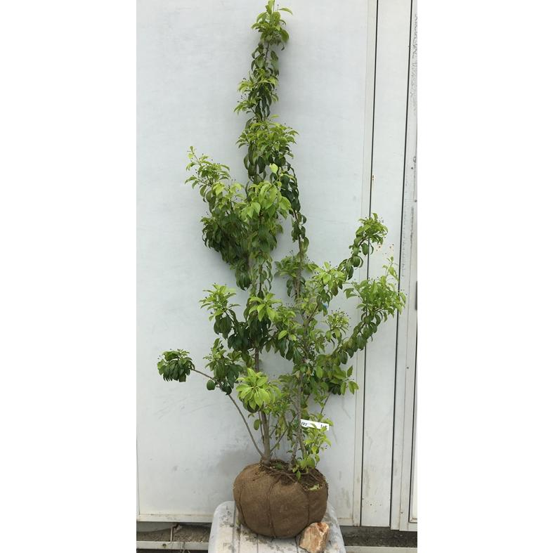 超美形。山採りソヨゴ 雄株1.4M(鉢底から)品番E 【公式通販】