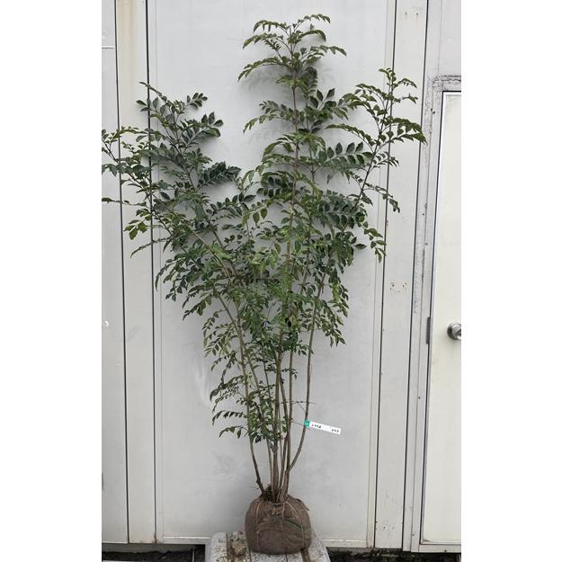 現品》シマトネリコ 株立ち 樹高1.7m（根鉢含まず）219【しまとねりこ 
