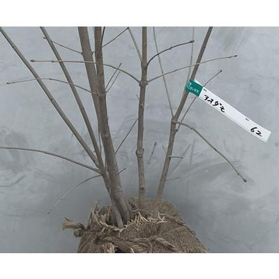 現品》アオダモ 株立ち 樹高1.0m（根鉢含まず）62【シンボルツリー