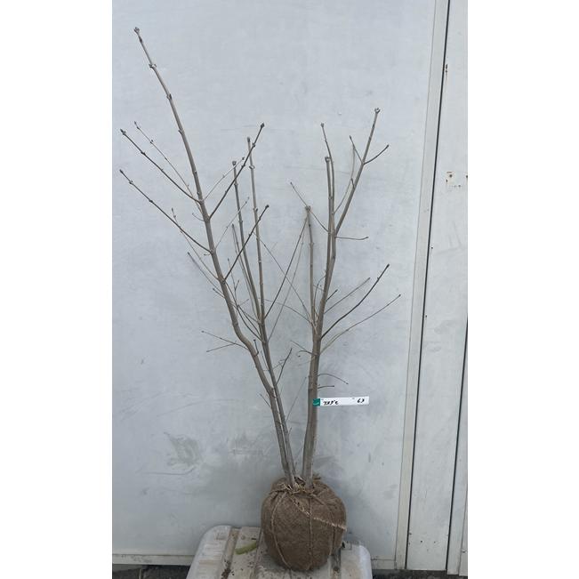 《現品》アオダモ 株立ち 樹高1.1m（根鉢含まず）63【シンボルツリー/庭木/苗木/落葉/株立ち/高木/記念樹/ガーデニング/ギフト ...