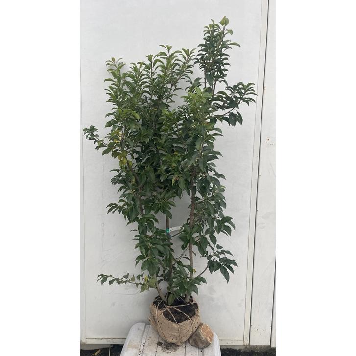 現品発送・送料無料》ソヨゴ 株立ち（雌株・メス株）樹高1.2m（根鉢