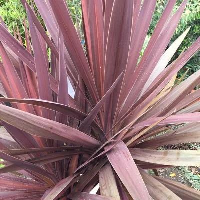 現品》コルジリネ レッドスター 樹高0.8m（根鉢含まず）04【南国風