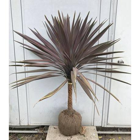 美形。大株。コルジリネコーヒークラシック1.4M(鉢底から)品番B 美形。大株。コルジリネコーヒークラシック1.4M(鉢底から)品番D 農業