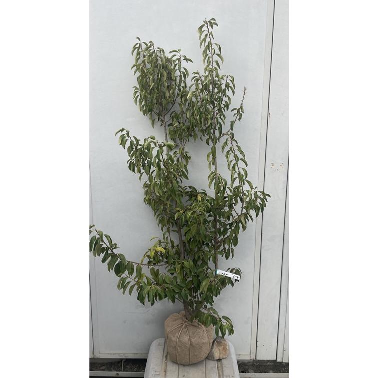 超逸品。ジューンベリー大株立ち1.6M(鉢底から)品番F 苗木・植木 超逸品。ジューンベリー大株立ち1.6M(鉢底から)品番F
