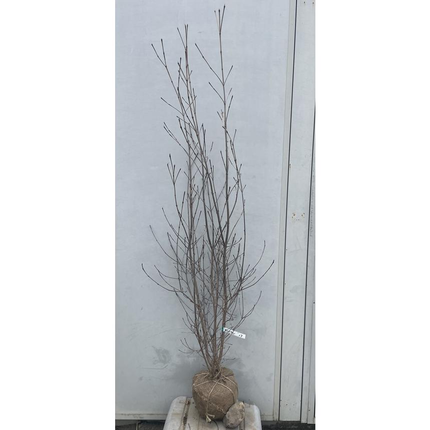 現品》山法師(ヤマボウシ) 株立ち 樹高1.6m（根鉢含まず）17