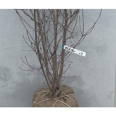 現品》山法師(ヤマボウシ) 株立ち 樹高1.6m（根鉢含まず）17