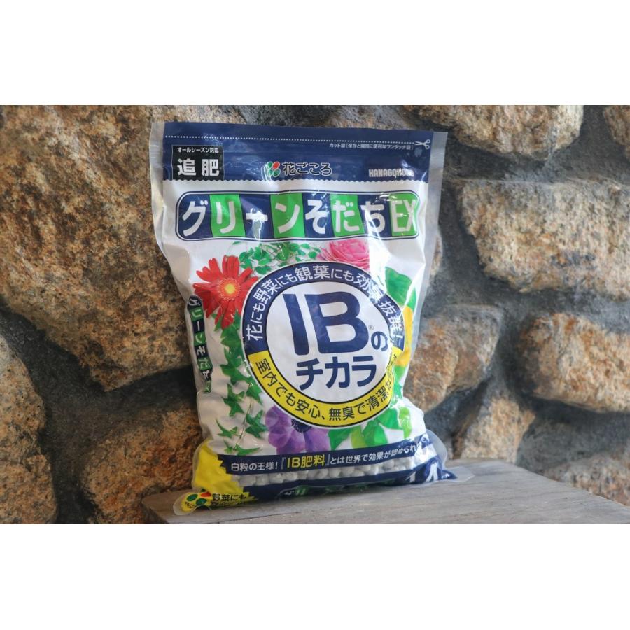クソニンジン 30g✖️2袋セット　割引価格　和歌山産　自然栽培 ツクツク!!!ファーム | 生産者さんが勢ぞろい！新鮮食材を直接お届け