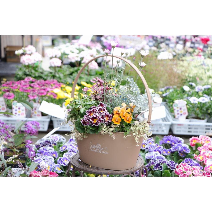 ローダンセマムとジャスミンの春寄せ植え 最高 ローダンセマムとジャスミンの春寄せ植え 4月【ピンクの寄せ植え