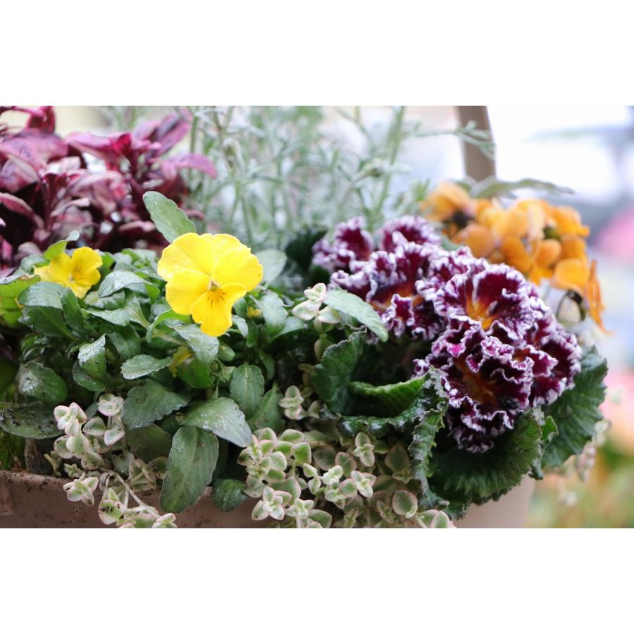 935-STYLEオリジナル】ローダンセマムやジュリアンを使った春の寄せ