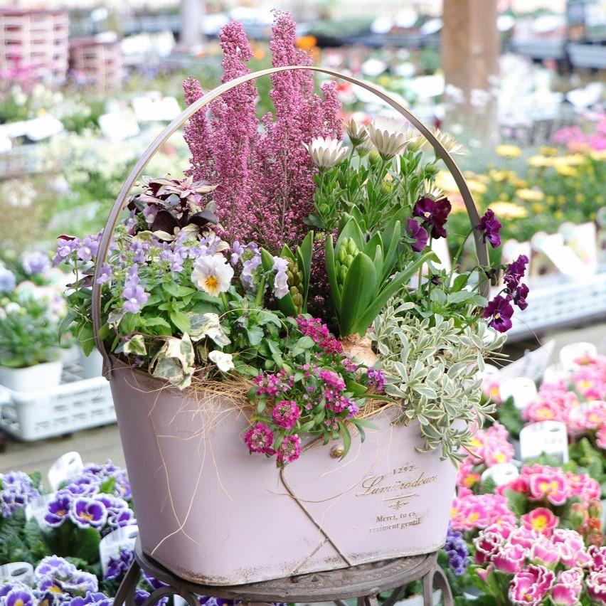 935-STYLEオリジナル】 春が待ち遠しくなるブリキ鉢の寄せ植え【現品5