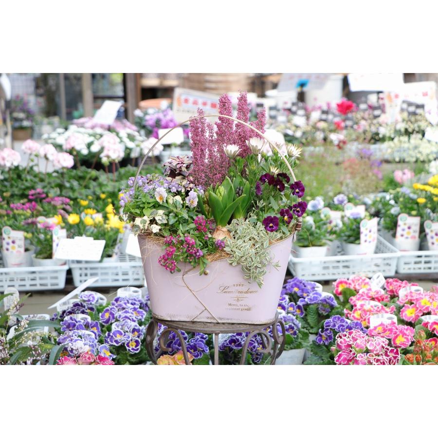 935-STYLEオリジナル】 春が待ち遠しくなるブリキ鉢の寄せ植え【現品5