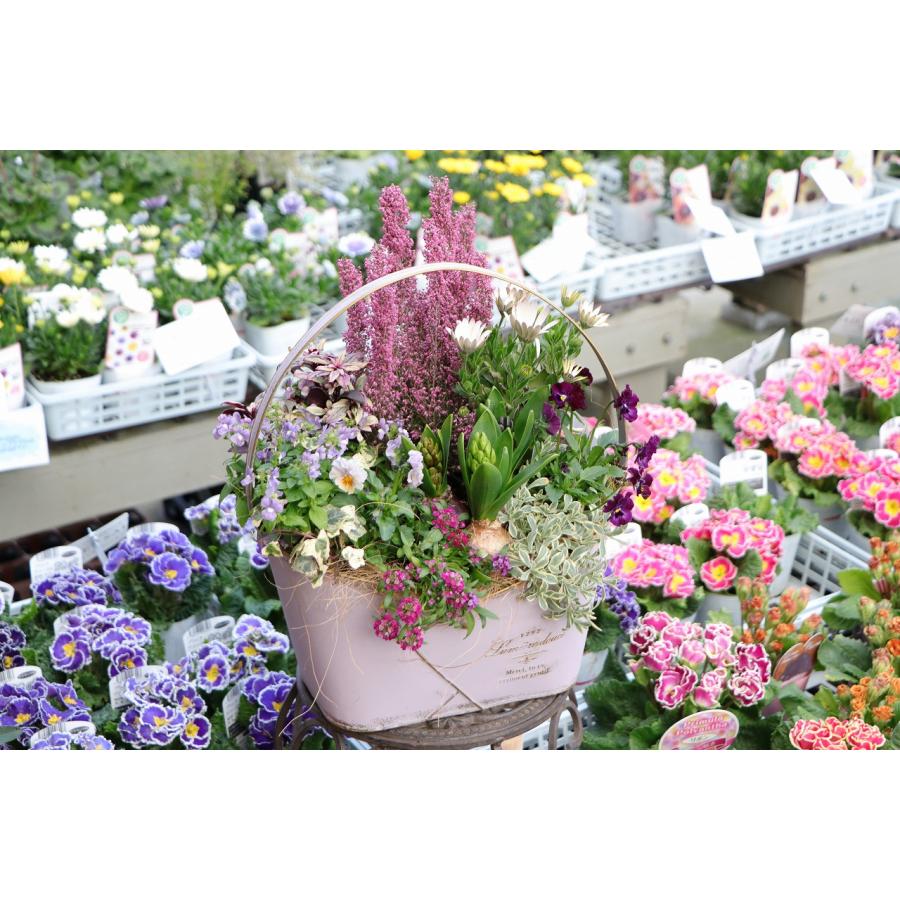 935-STYLEオリジナル】 春が待ち遠しくなるブリキ鉢の寄せ植え【現品5