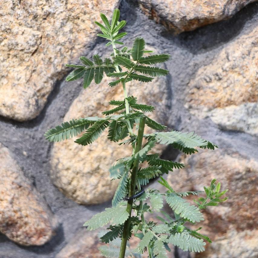 ミモザ アカシア 3号ポット苗 ギンヨウアカシア 植木 苗木 寄せ植え