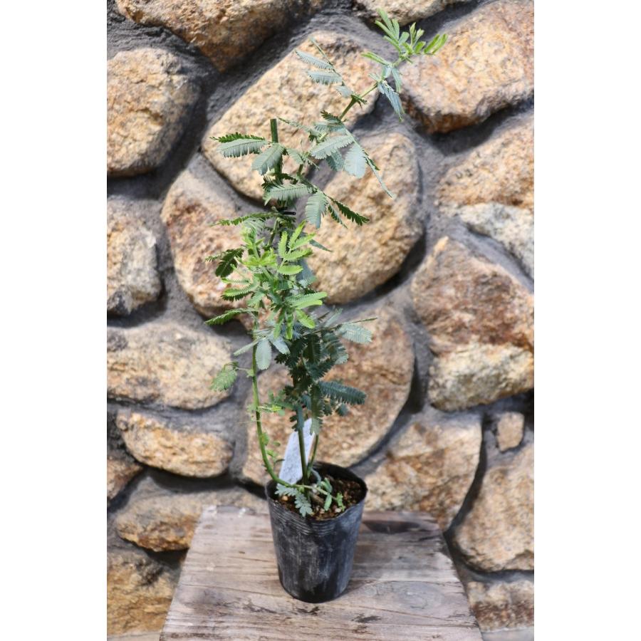 ミモザ アカシア 3号ポット苗 ギンヨウアカシア 植木 苗木 寄せ植え