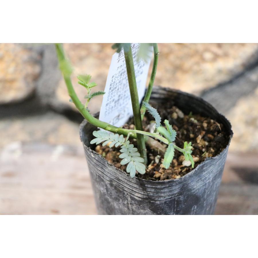 ミモザ アカシア 3号ポット苗 ギンヨウアカシア 植木 苗木 寄せ植え