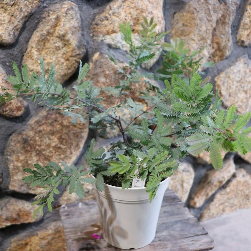 ミモザ アカシア プルプレア 5号鉢 植木 苗木 寄せ植え 鉢植え 地植え