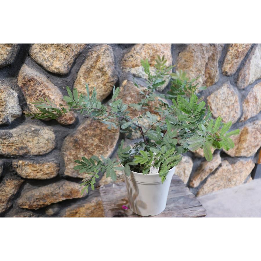 ミモザ アカシア プルプレア 5号鉢 植木 苗木 寄せ植え 鉢植え 地植え