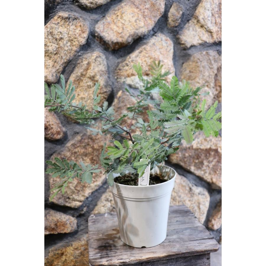ミモザ アカシア プルプレア 5号鉢 植木 苗木 寄せ植え 鉢植え 地植え