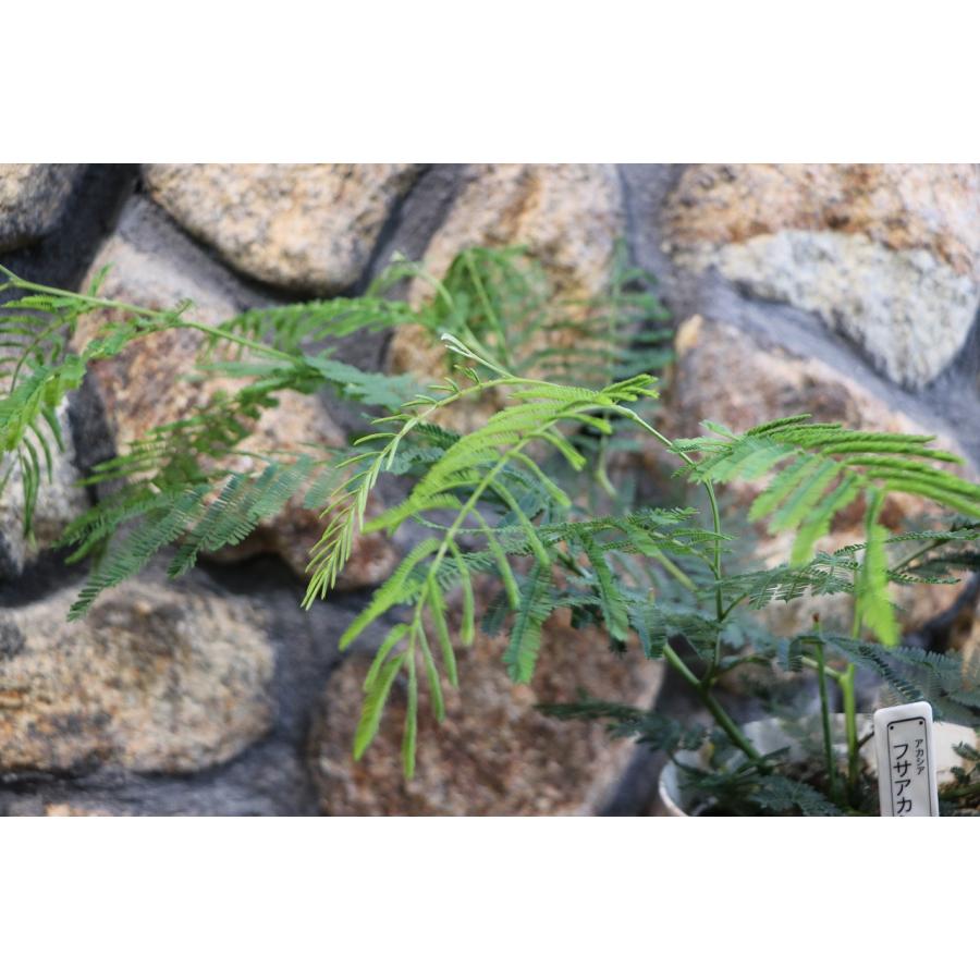 フサアカシア 5号鉢 ミモザ アカシア 植木 苗木 寄せ植え 鉢植え 地