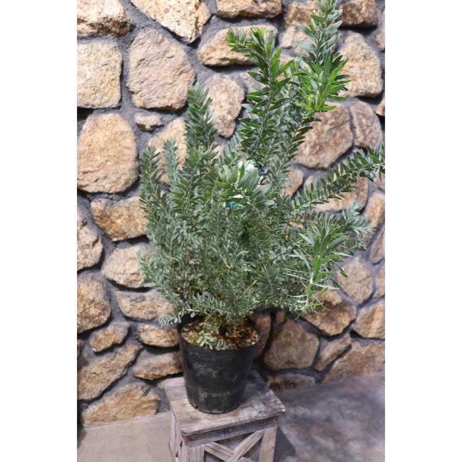 アカシア ブルーブッシュ (コベニー) 7号ポット苗 苗木 常緑樹