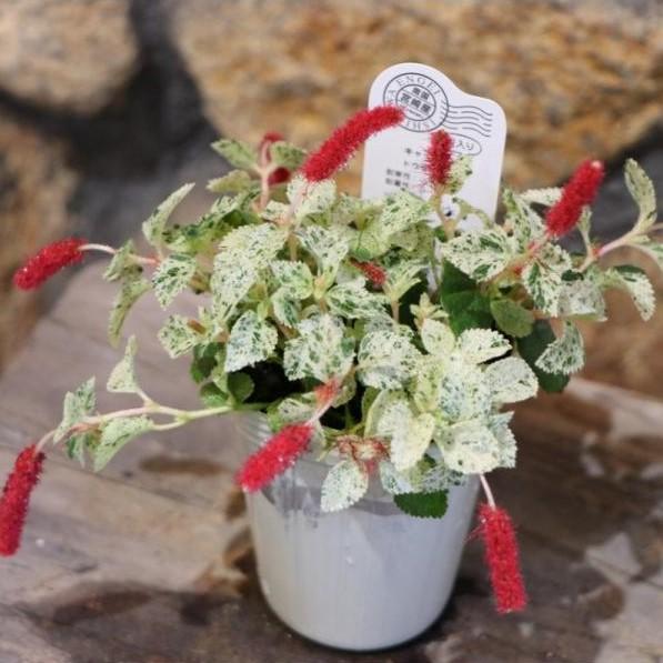 斑入り キャットテール 2 5 3号ポット苗 寄せ植え 花壇 Acalypha1 グリーンプラザ山長ヤフーショッピング店 通販 Yahoo ショッピング