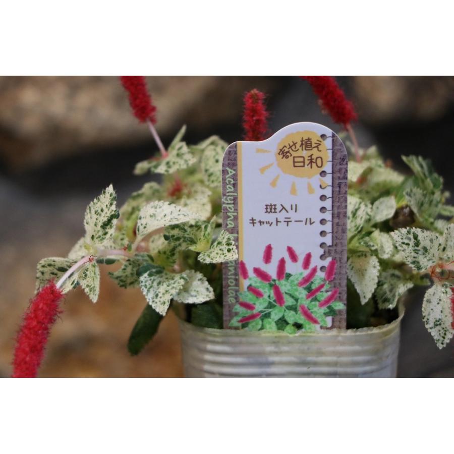 斑入り キャットテール 2.5〜3号ポット苗 寄せ植え 花壇 : グリーン