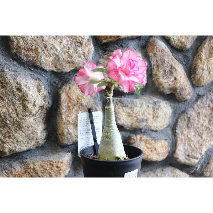 塊根植物 アデニウム ドレスデザートローズ 4号鉢 多肉植物 コーデック