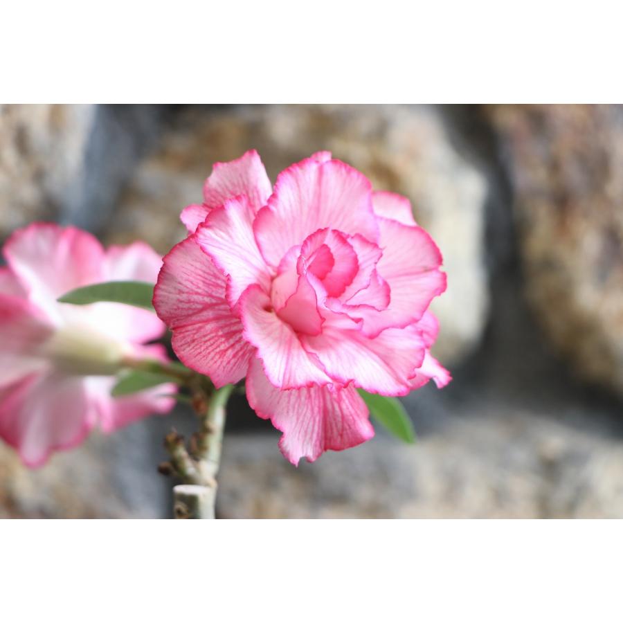 塊根植物 アデニウム ドレスデザートローズ 4号鉢 多肉植物 コーデック