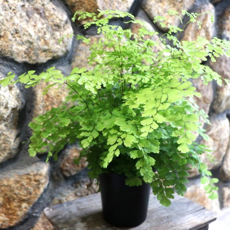 アジアンタム フラグランス 4号鉢 観葉植物 お洒落 おしゃれ 可愛い