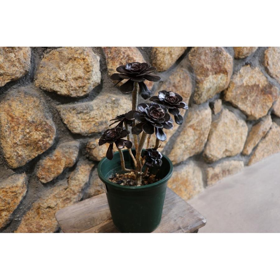 多肉植物 黒法師 アエオニウム 5号鉢 : グリーンプラザ山長ヤフー