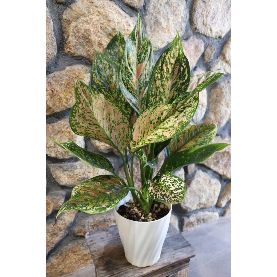 送料無料】アグラオネマ ビーナス 5号鉢 観葉植物 : グリーンプラザ山