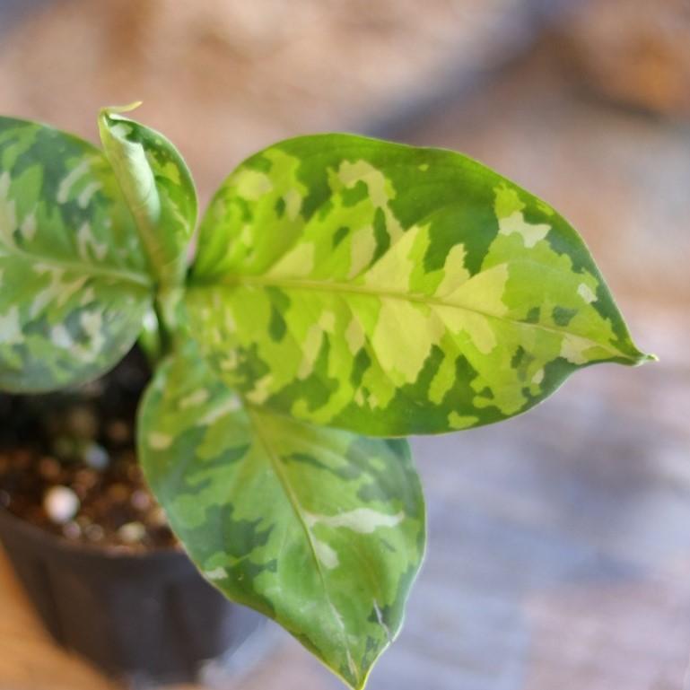 アグラオネマ ピクタム トリカラー 3.5号鉢 観葉植物 鉢植え お洒落
