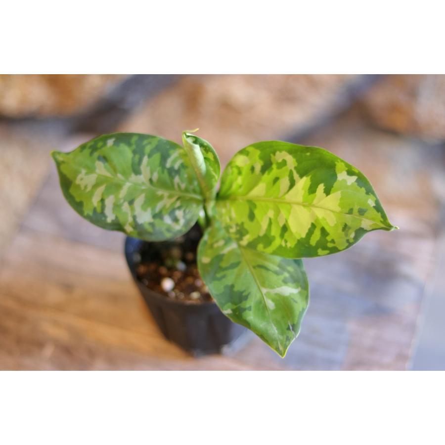 アグラオネマ ピクタム トリカラー 3.5号鉢 観葉植物 鉢植え お洒落